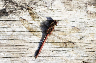 - Dragonfly on Wood -