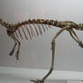 dino-skeleton