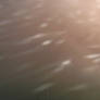 misc grain