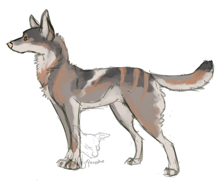 Husky Deviantart Husky Auction by TheK3nnel on DeviantArt