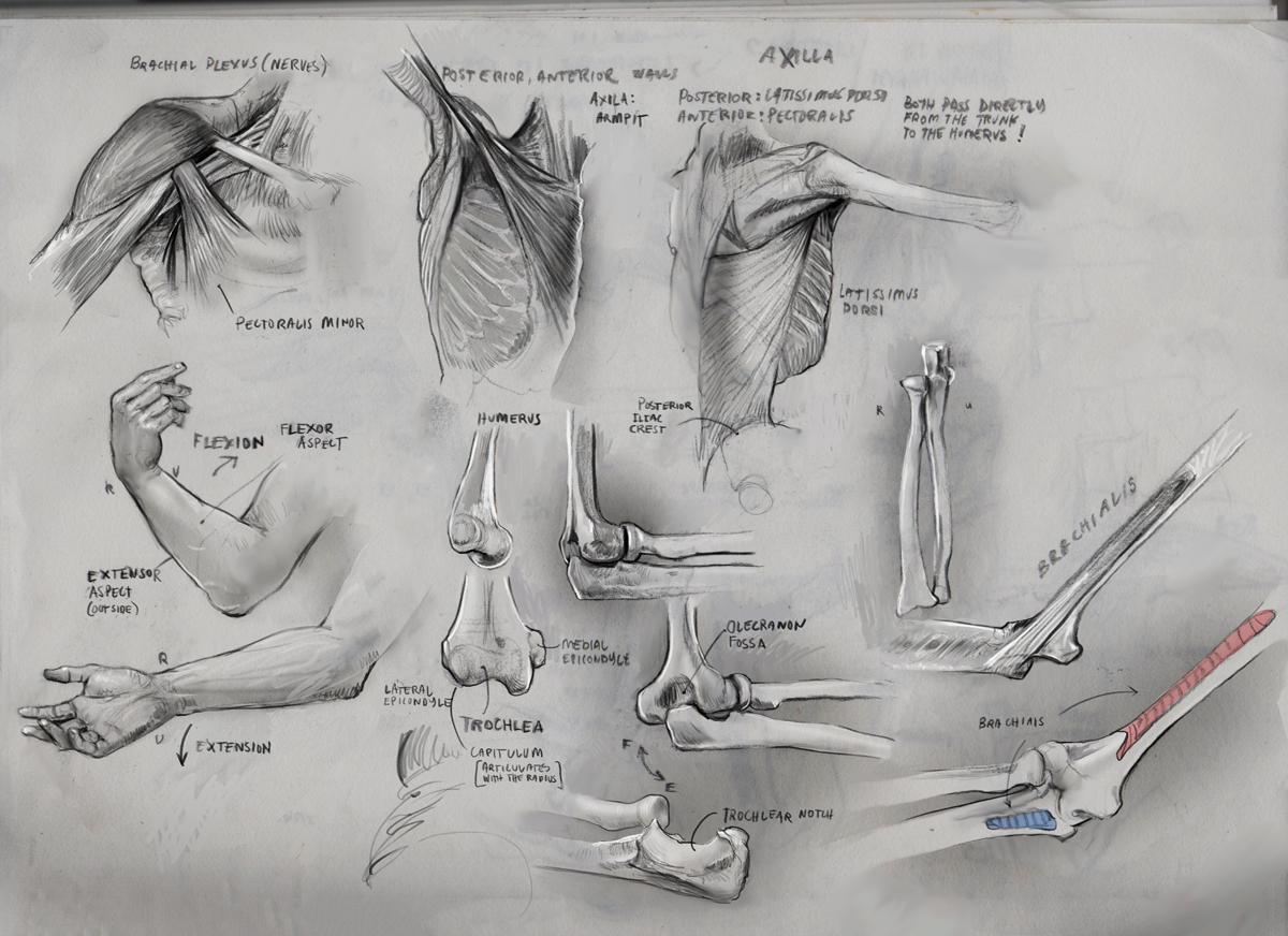 Anatomy1