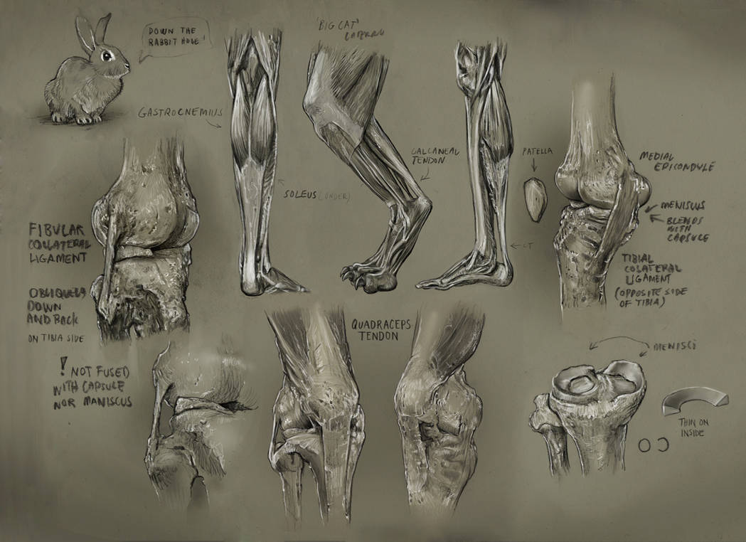 Deviantart Knees Knee by mattdonnici on DeviantArt