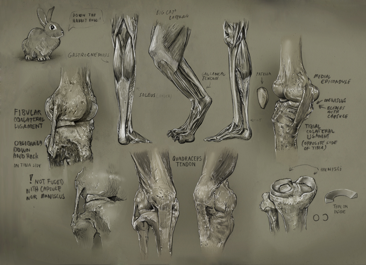 Deviantart Knees Knee by mattdonnici on DeviantArt