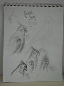Bird Sketches