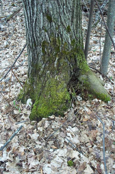 Mossy Spring Tree