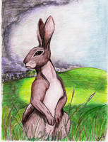 Watership Down coloured