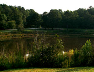 by the pond