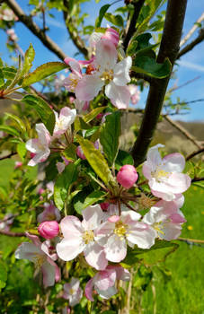 Blossom love