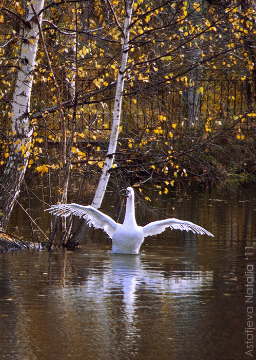 swan's lake