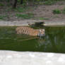 Tiger in Zoo