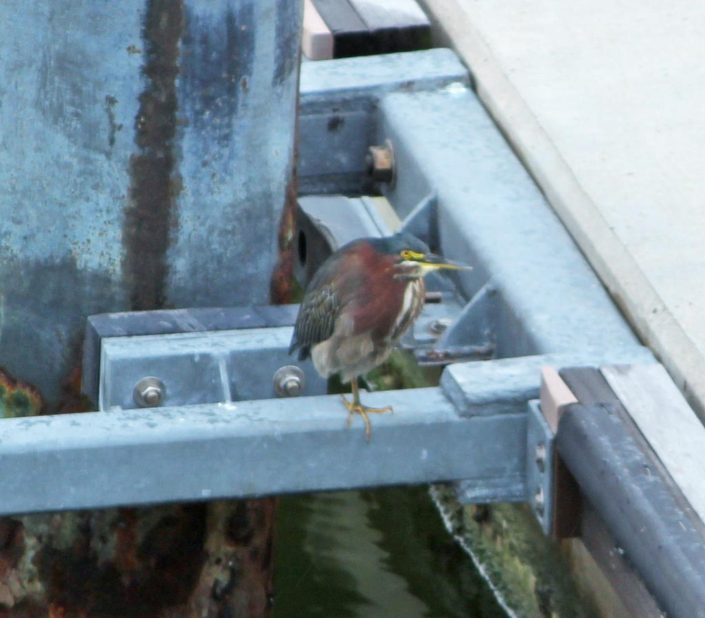 Green Heron