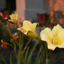 yellow flowers