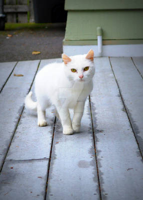 Cat with Yellow Eyes