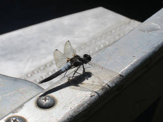 A DragonFly