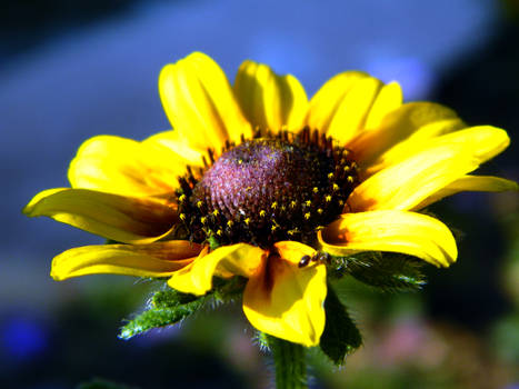 Yellow Flower