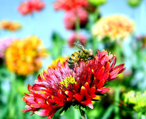 Bee On Flower II