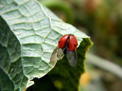 Ladybirds