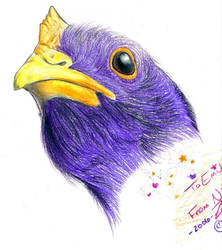 Purple Chicken