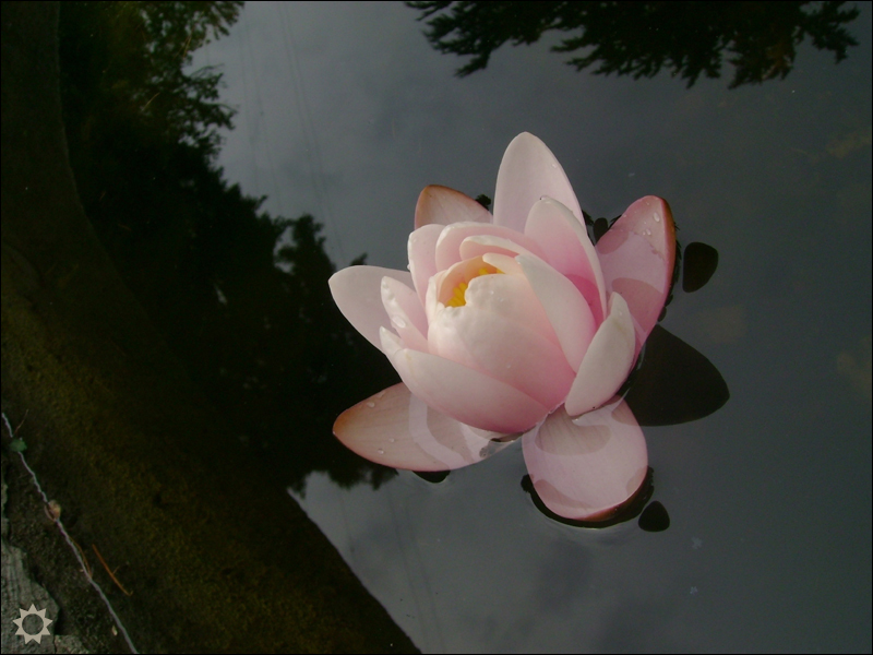 Water Lily