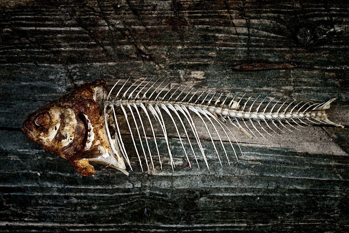 Dead Fish Bone by RolandHammer on DeviantArt
