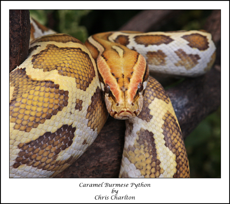 Caramel Burmese Python