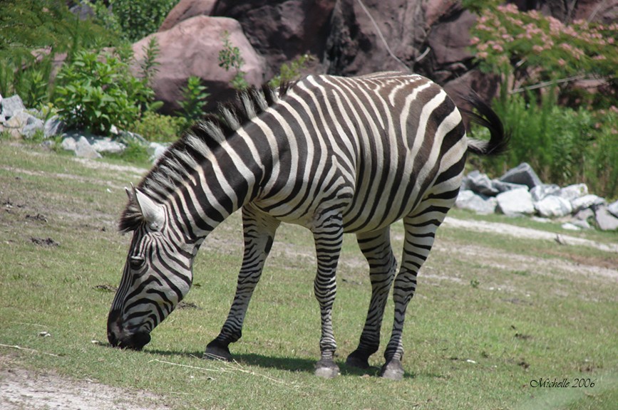 Zebra Snack