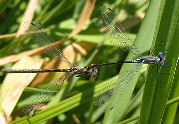 Dragon Flies Mating