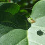 Green orb spider.