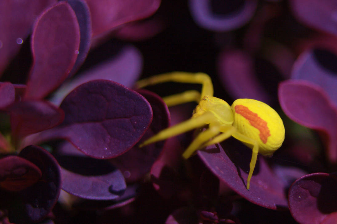 Male Goldenrod Crab spider by Torpedo166 on DeviantArt