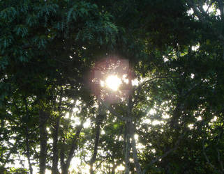 Sun through the trees