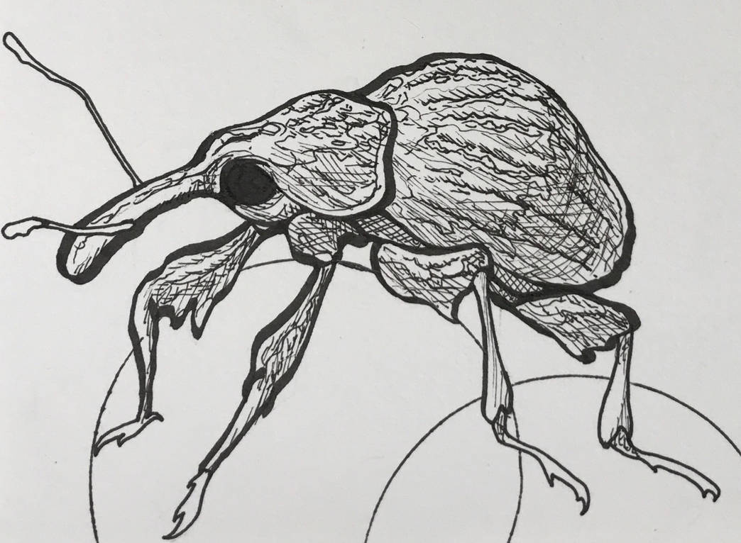 Boll Weevil by psuthart on DeviantArt