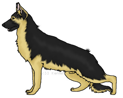 German Shepherd