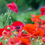 Coquelicots