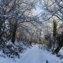 Wintery Path