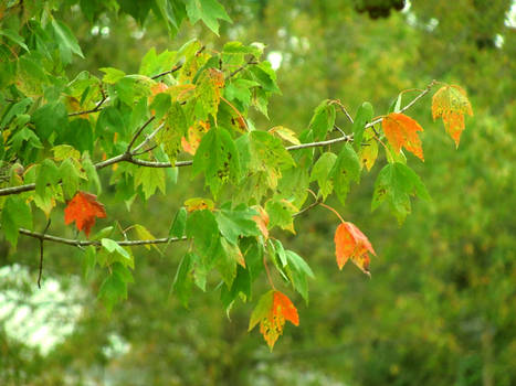 Fall 2011 - The Leaves of Light