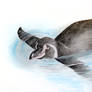 Humboldt penguin