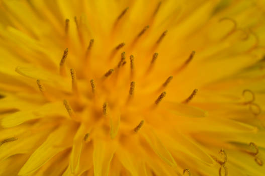 MACRO DANDELION