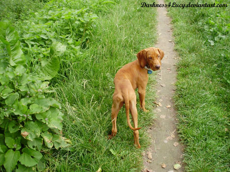 Vizsla puppy