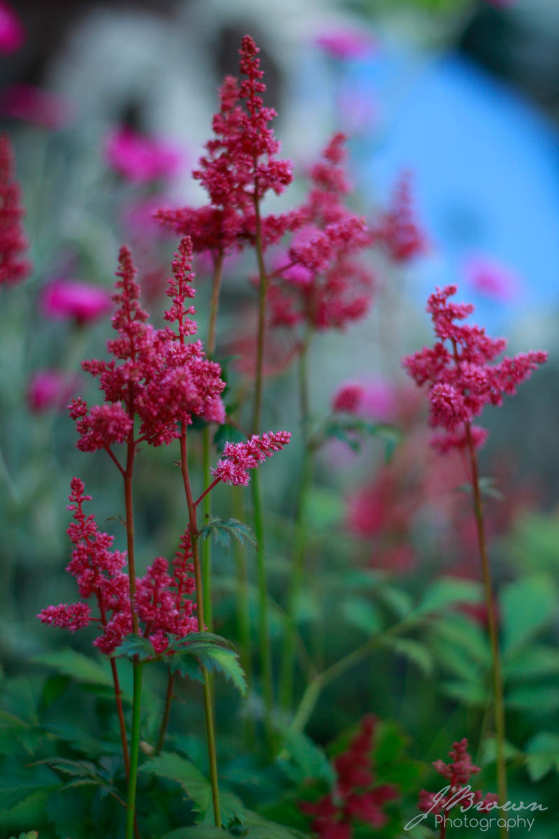 Pretty In Pink