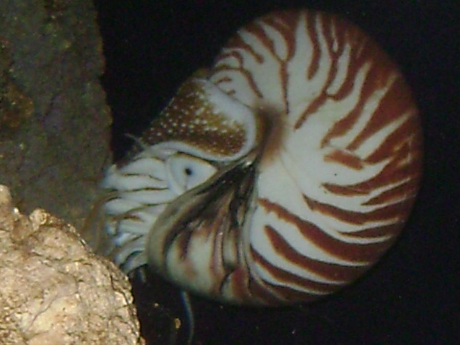 Chambered Nautilus