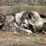 African Wild Dog