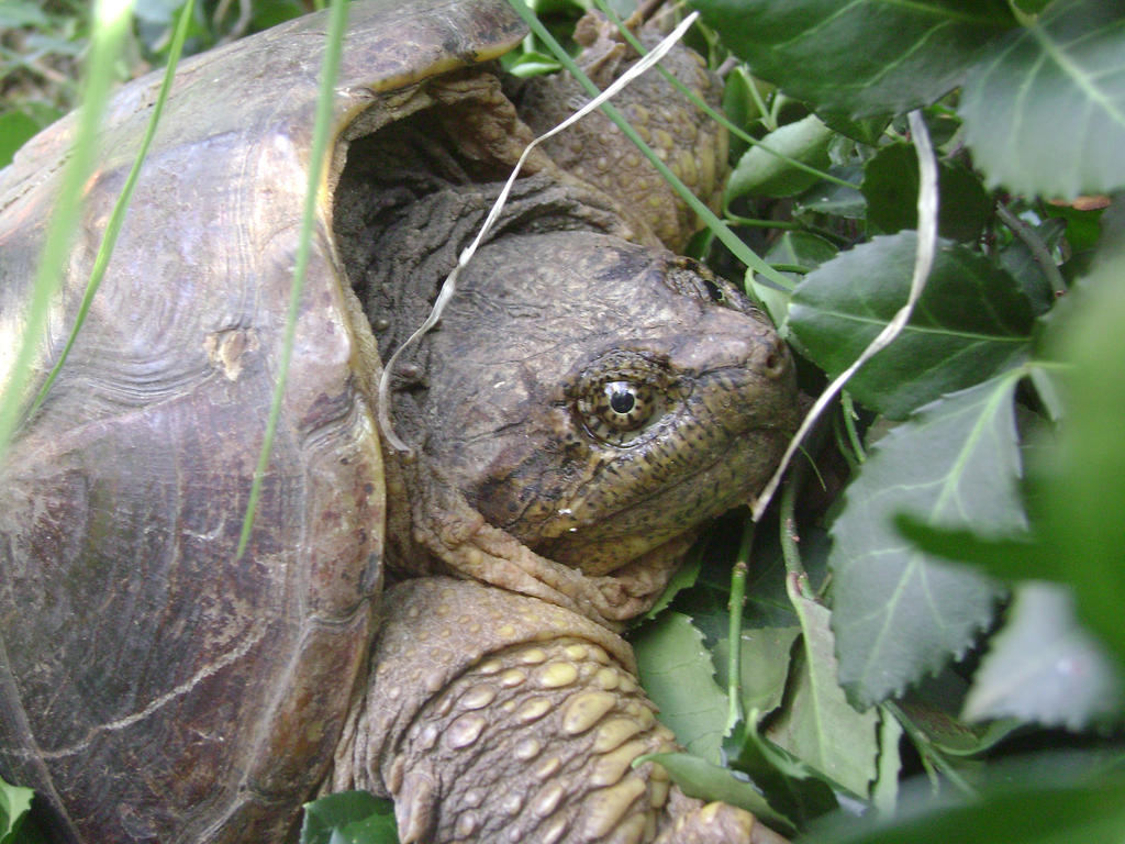Common Snapping Turtle (Old)