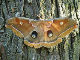 Polyphemus Moth