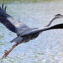 Heron