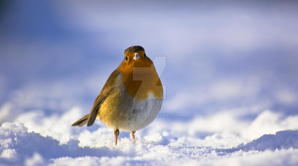 Snowy Moustache