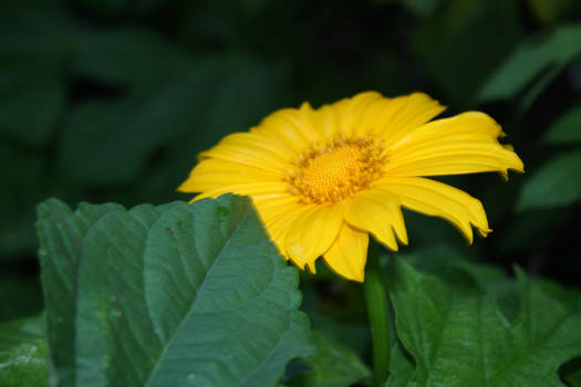 Mexican Sunflower