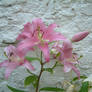 Stargazer 1