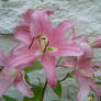 Stargazer 2