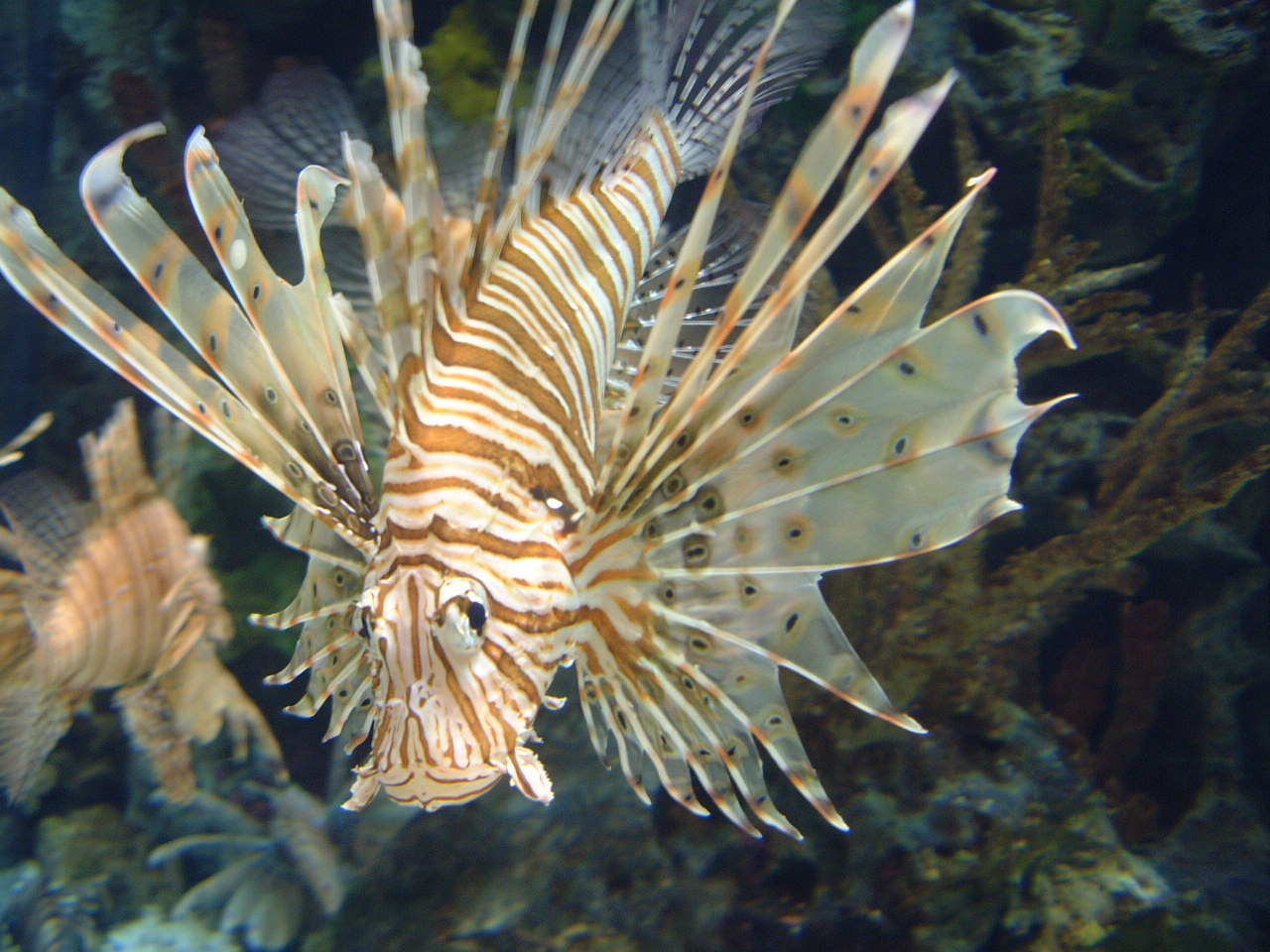 Lionfish 03