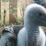 Vulture